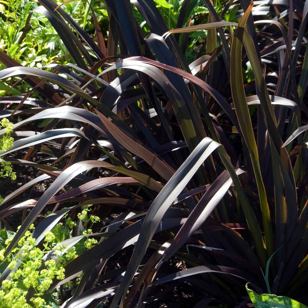 Upright grass-like dark brown leaves planted in a landscape accompanied by lime green plants in the background