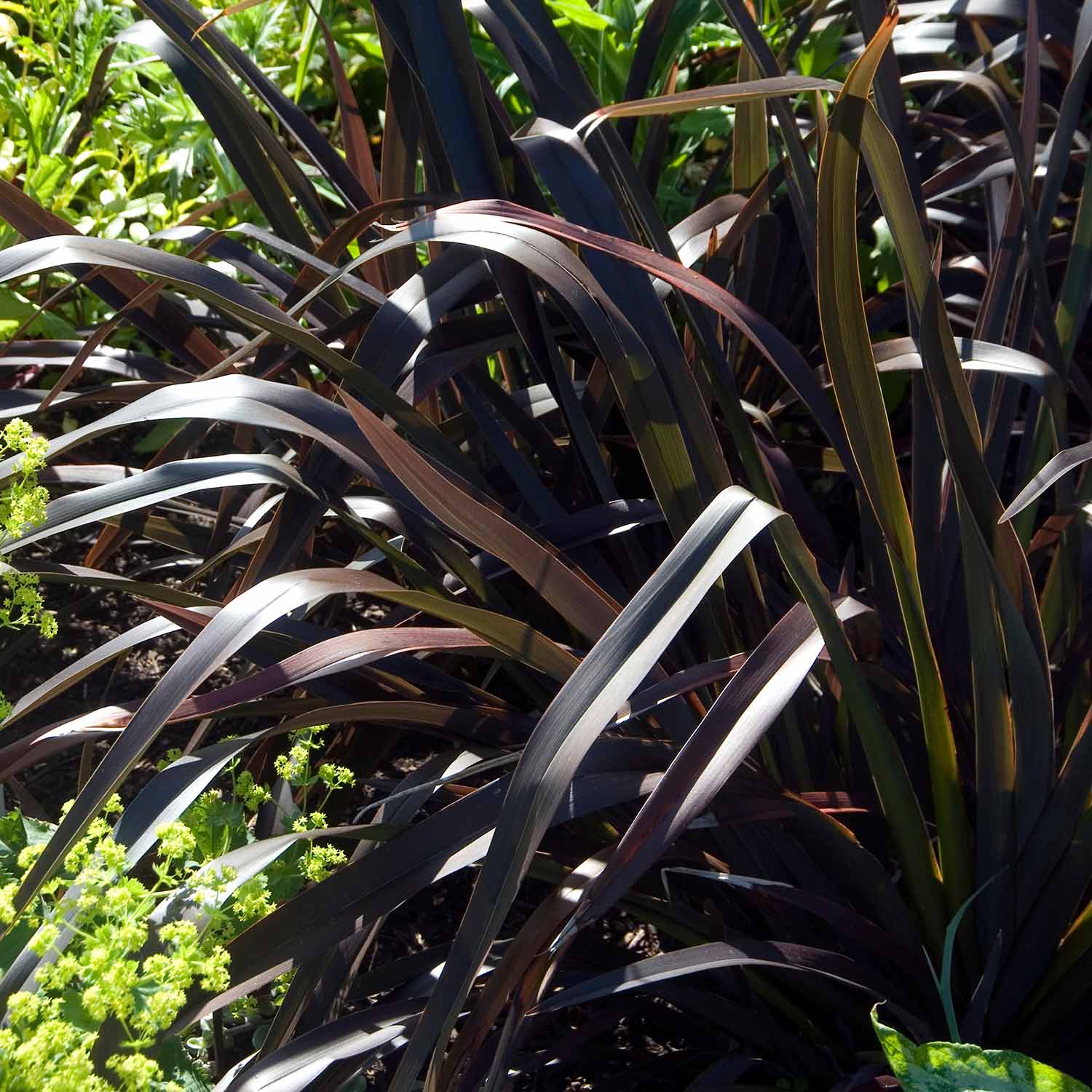 Upright grass-like dark brown leaves planted in a landscape accompanied by lime green plants in the background