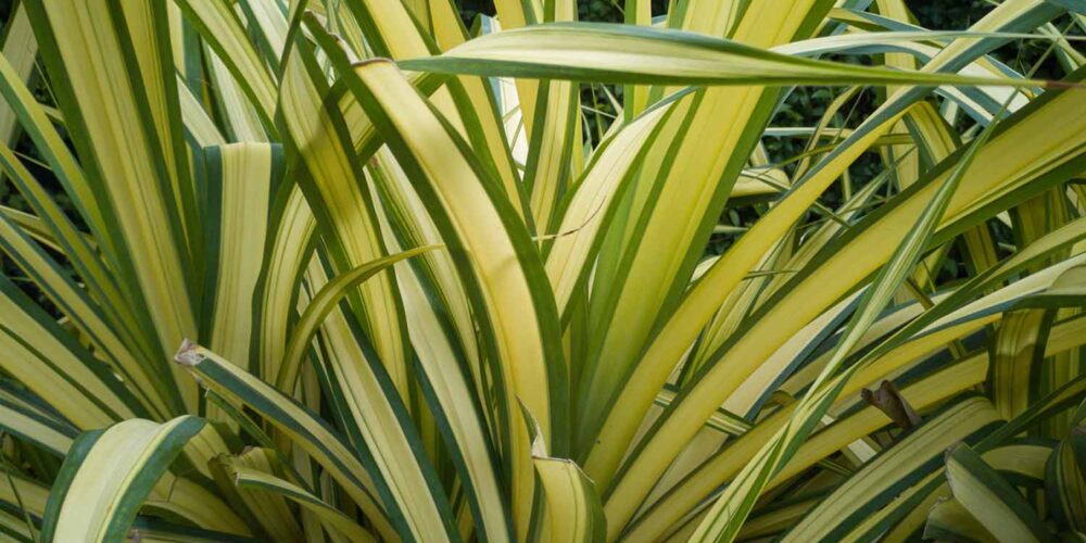 Yellow sword-like leaves with green margins growing in an upright direction and arching at the ends of a Phormium 'Yellow Wave', New Zealand Flax shrub.