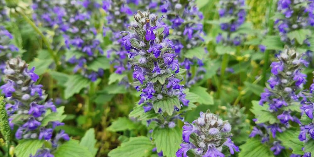 Blanket of purple flower spires growing out above green foliage on a Ajuga Reptans 'Catlin's Giant, Catlin's Giant Ajuga, groundcover.
