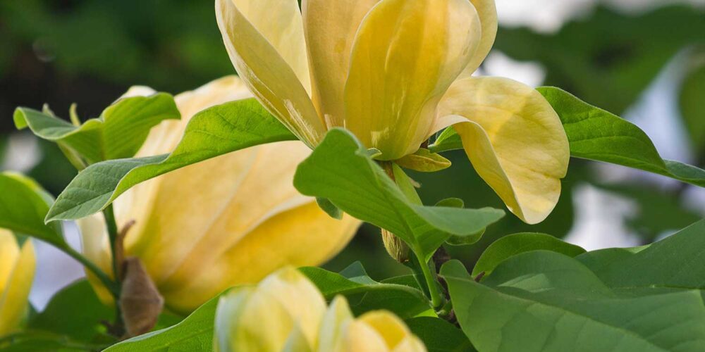 Yellow tulip like flowers blooming at the end of a branch surrounded by green leaves on a Magnolia 'Sunsation', Sunsation Magnolia tree.