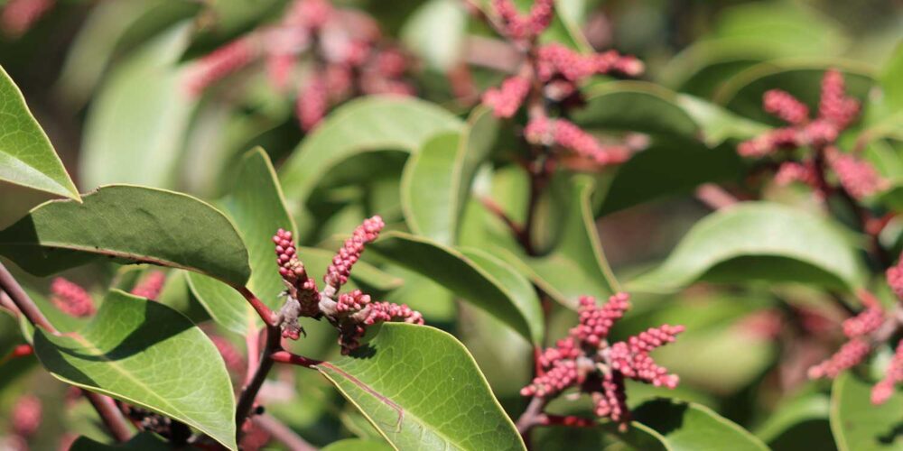Star shaped flowers peeking out above green foliage from a Rhus ovata, Sugar bush, shrub.