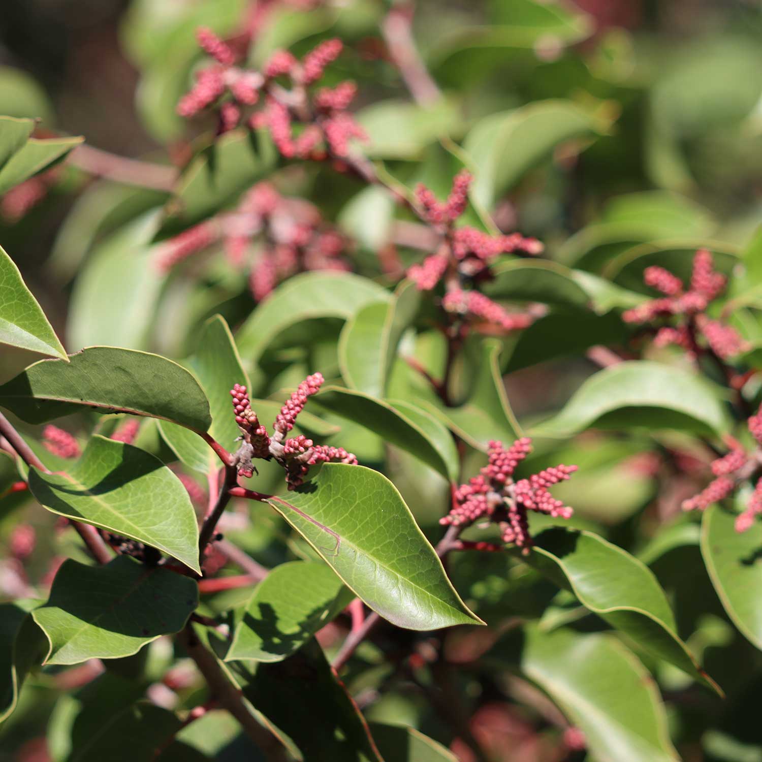 Star shaped flowers peeking out above green foliage from a Rhus ovata, Sugar bush, shrub.
