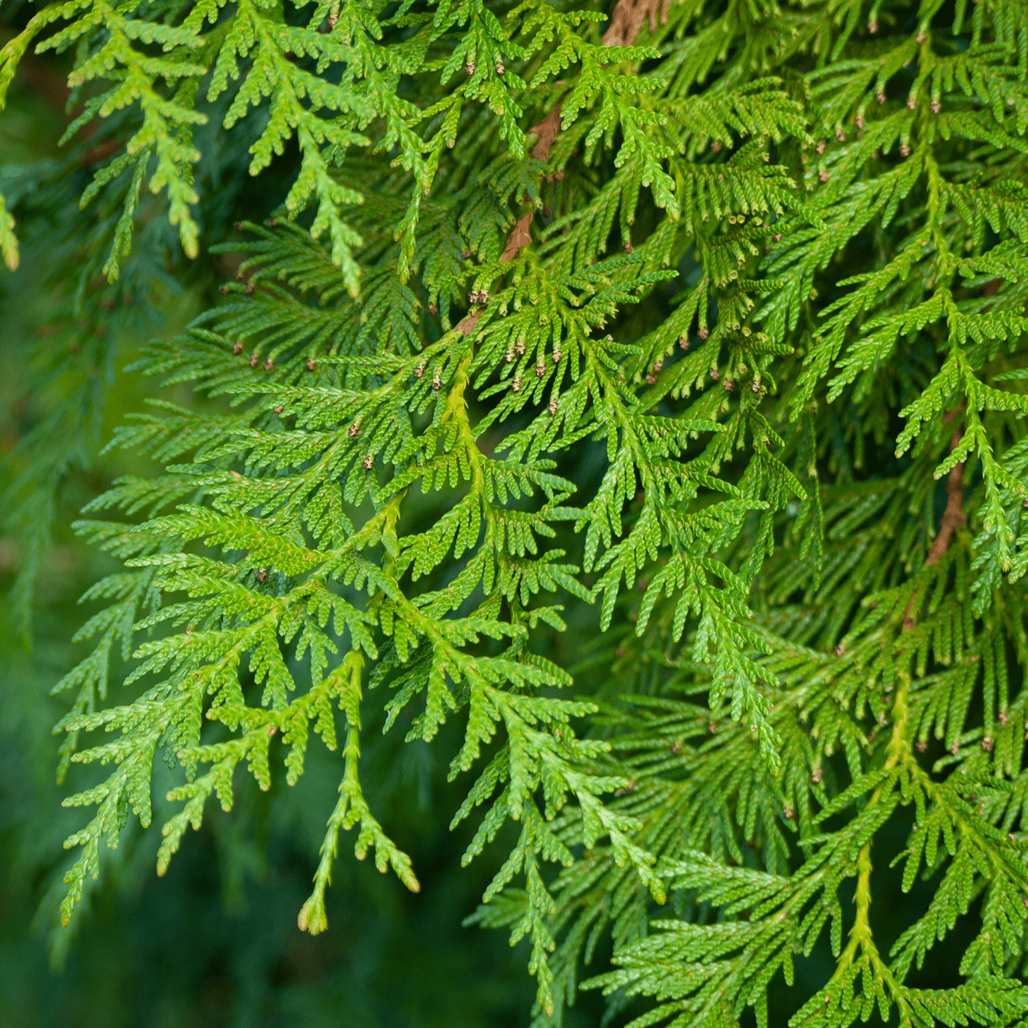 Splayed feather like dark green foliage from a Thuja 'Green Giant', Western Arborvitae, tree