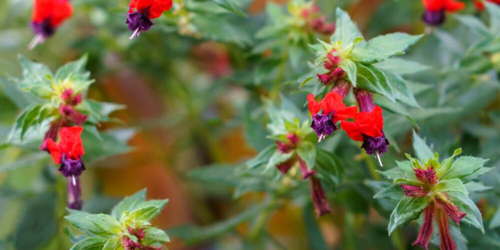 Group of red flowers with dark purple accents with green leaves out of focus in background from a Cuphea 'Bat Face', Cuphea Llavea, perennial