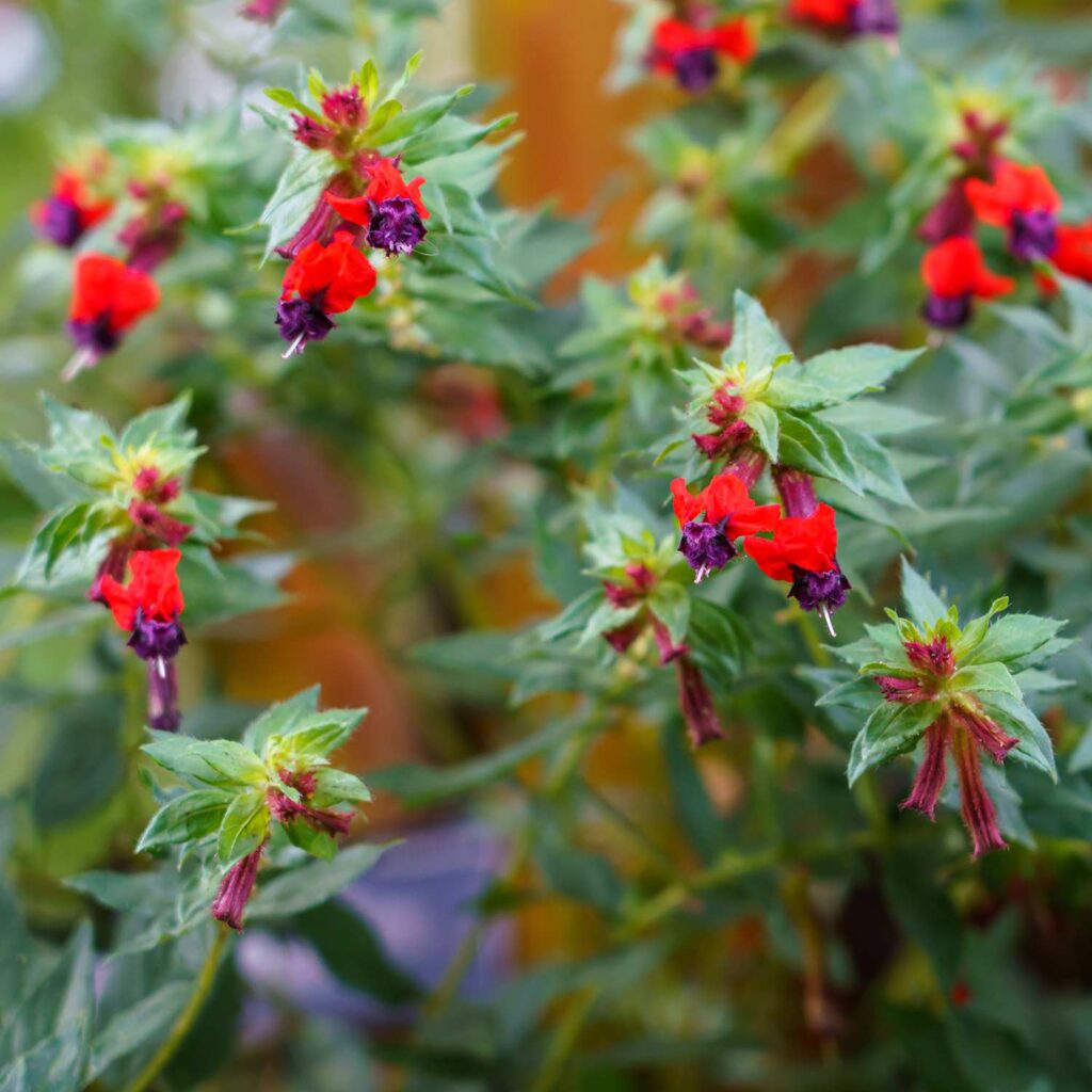 Group of red flowers with dark purple accents with green leaves out of focus in background from a Cuphea 'Bat Face', Cuphea Llavea, perennial