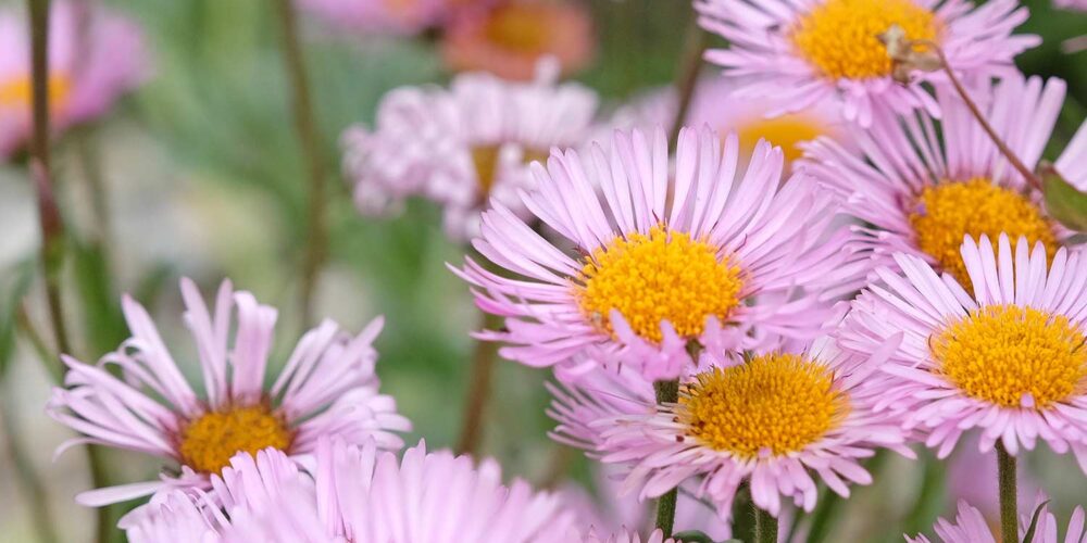 Purple and pink daisy like flowers with yellow centers from a Erigeron X Moerheimii, Pink Santa Barbara Daisy, plant