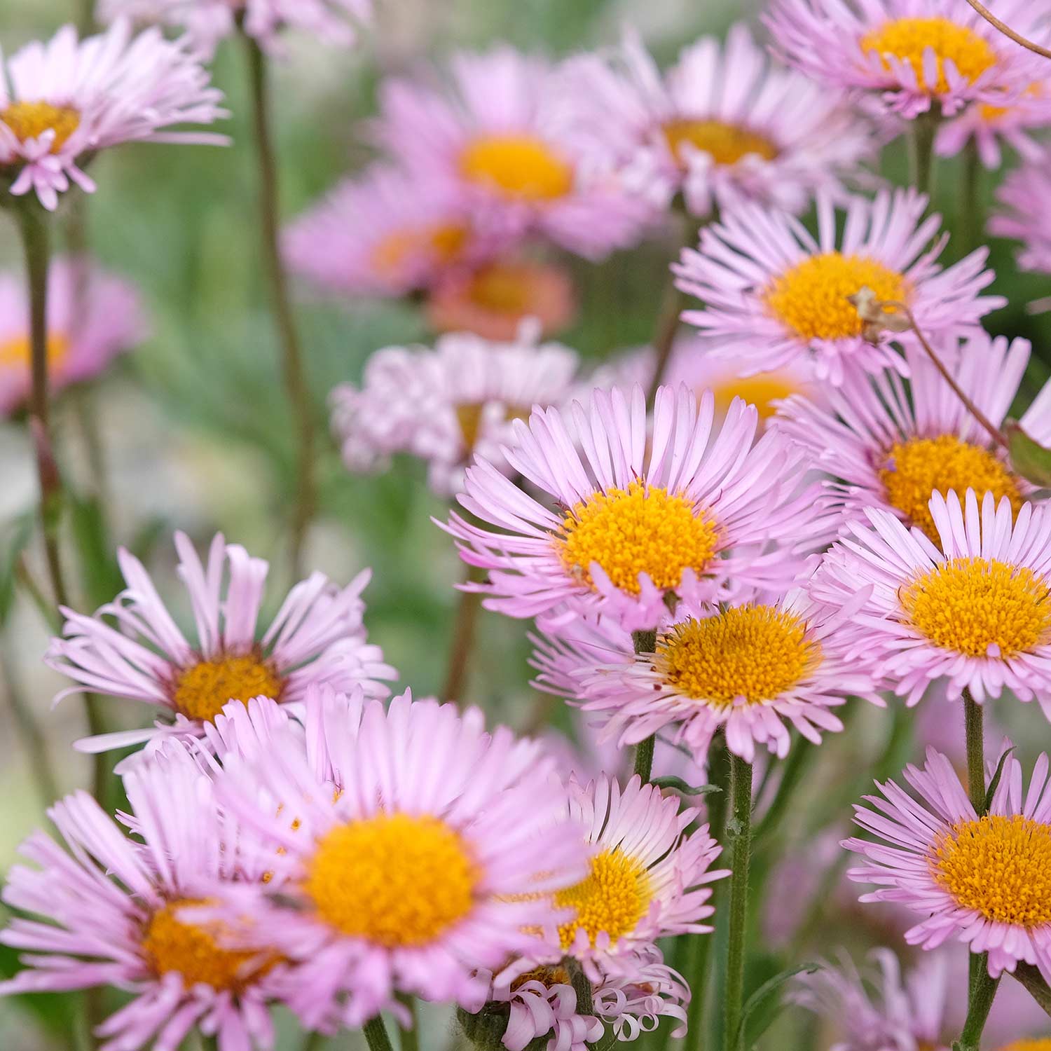 Purple and pink daisy like flowers with yellow centers from a Erigeron X Moerheimii, Pink Santa Barbara Daisy, plant