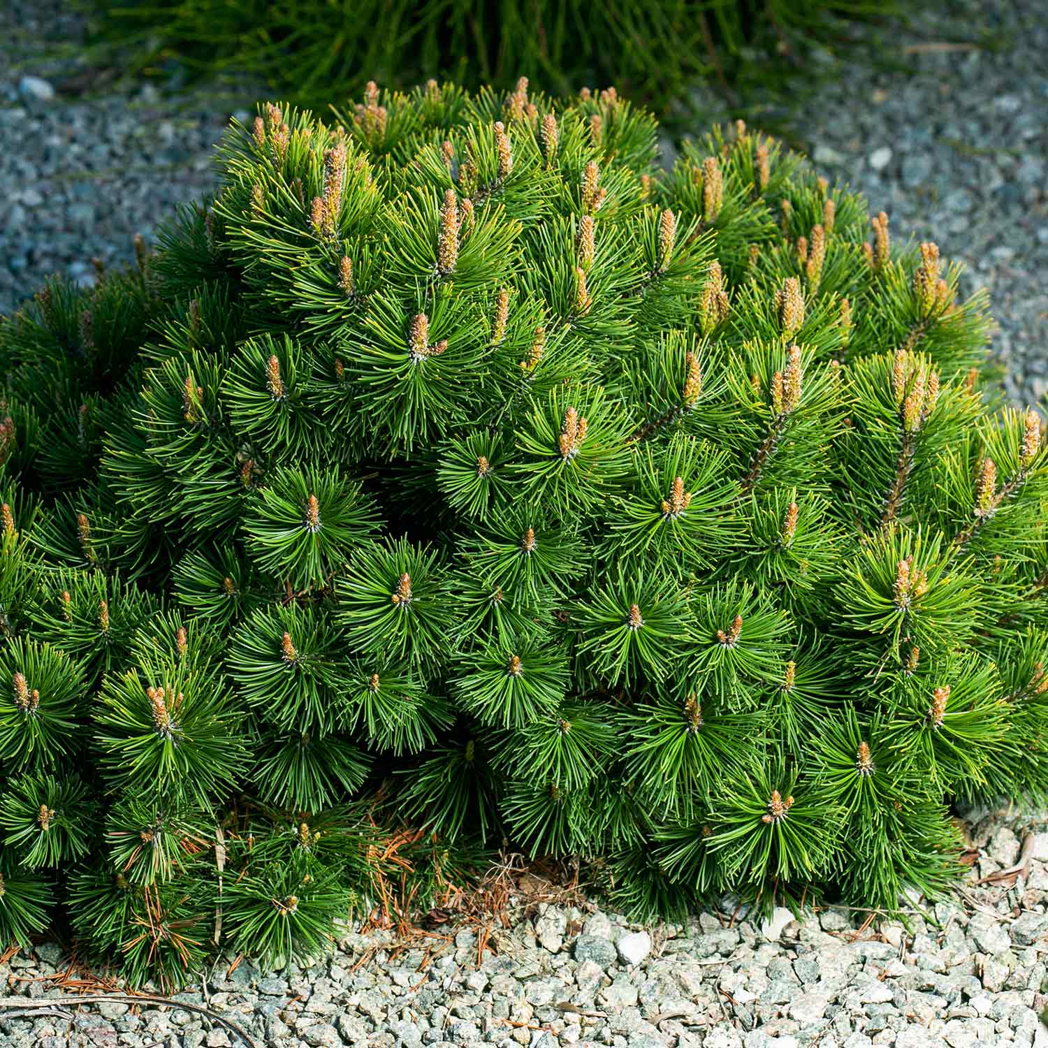 Mounding shrub with pine needle like foliage and yellow-brown cones on a Pinus Mugo 'Mughus' , Pinus mugo 'Mughus' (Dwarf Mugo Pine, shrub