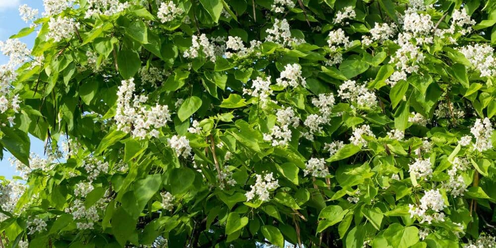 White clustered flowers scattered throughout dense green foliage from a Catalpa Speciosa, Western Catalpa, shade tree.