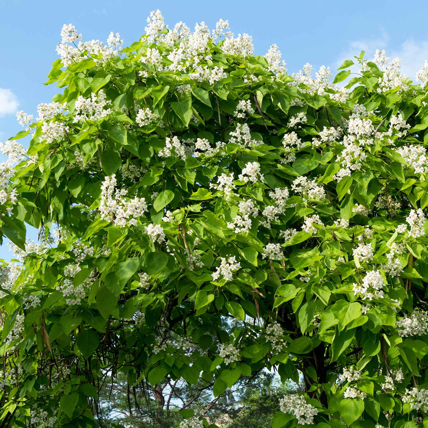 White clustered flowers scattered throughout dense green foliage from a Catalpa Speciosa, Western Catalpa, shade tree.