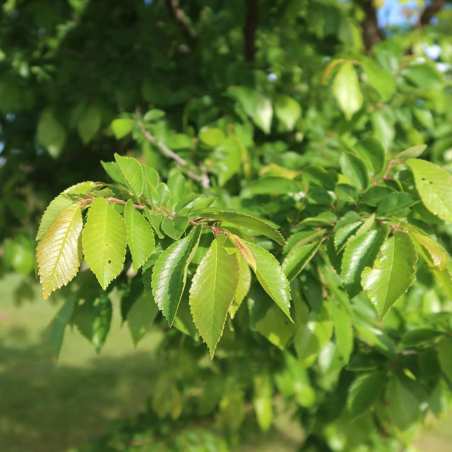 Tree branch filled with bright green foliage with slightly serrated edges from a Ulmus 'Frontier', Frontier Elm, tree