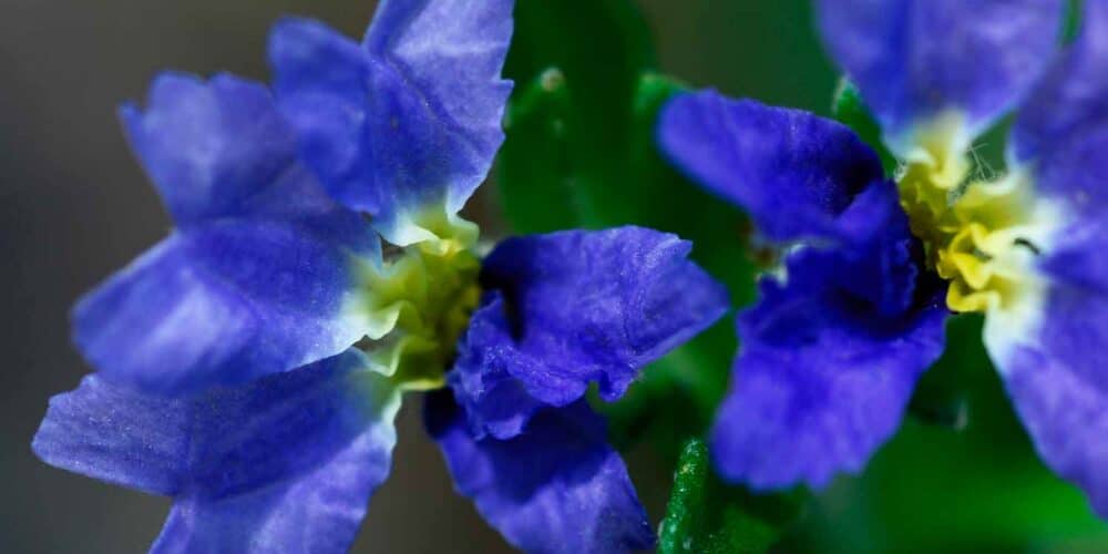 Close-up of Purple Oz™ Dampiera (Purple Oz™ Dampiera) flowers showing blue-purple petals and yellow centers against green foliage