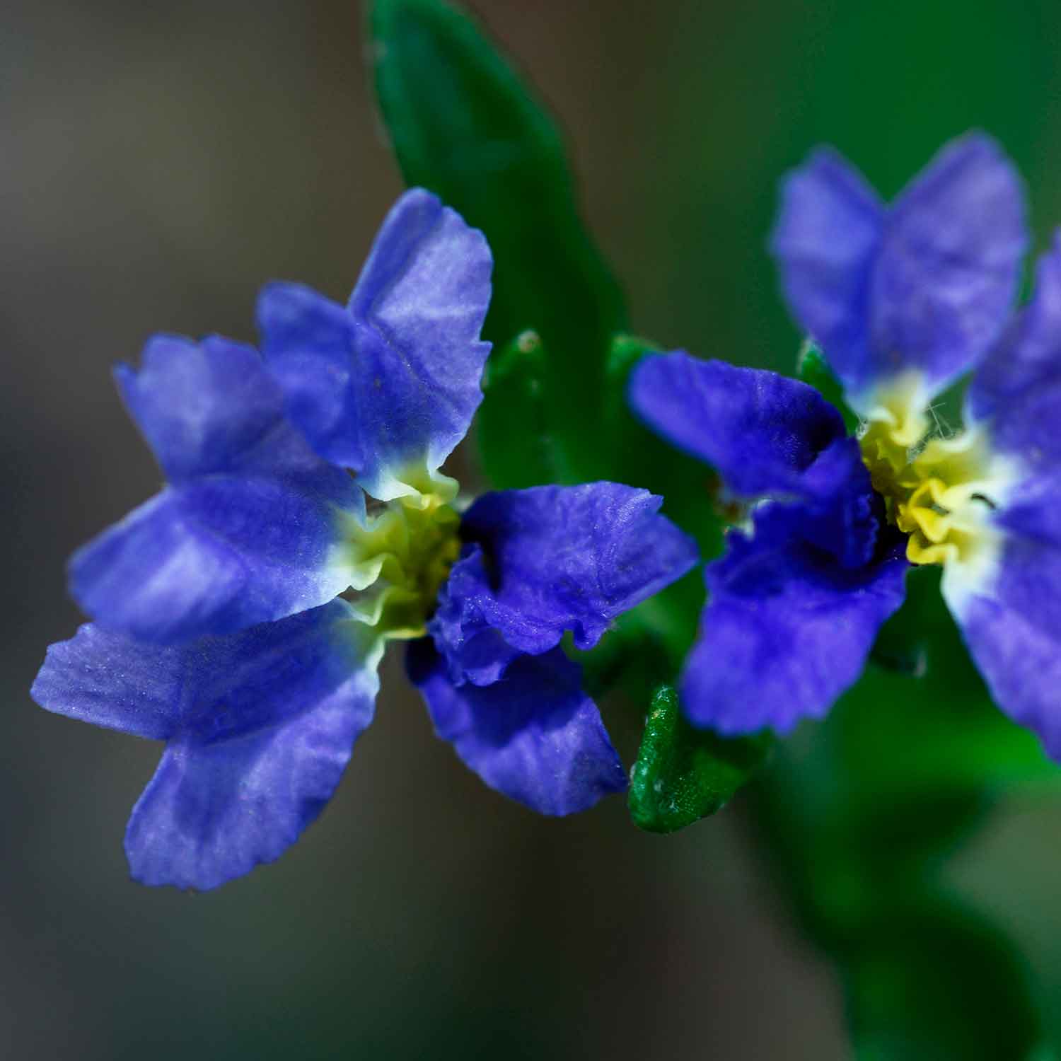 Close-up of Purple Oz™ Dampiera (Purple Oz™ Dampiera) flowers showing blue-purple petals and yellow centers against green foliage