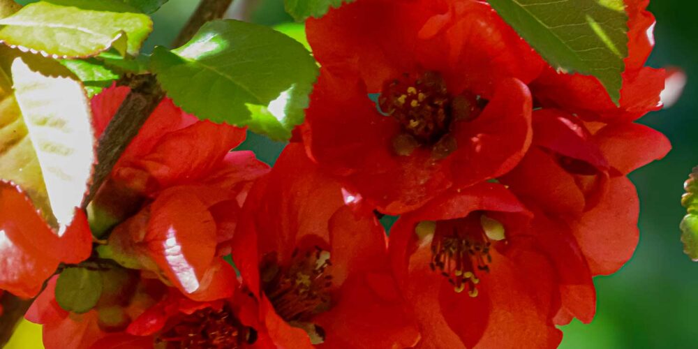 Chaenomeles speciosa 'Blood Red' flowering quince blossoms with green foliage