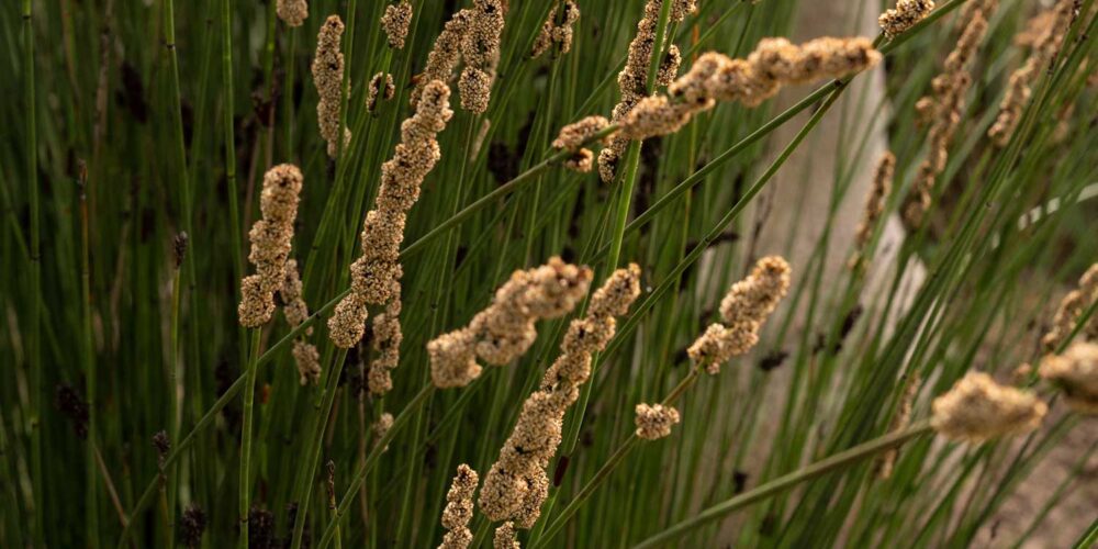 Chondropetalum elephantinum Large Cape Rush dark green reed culms California drought tolerant garden
