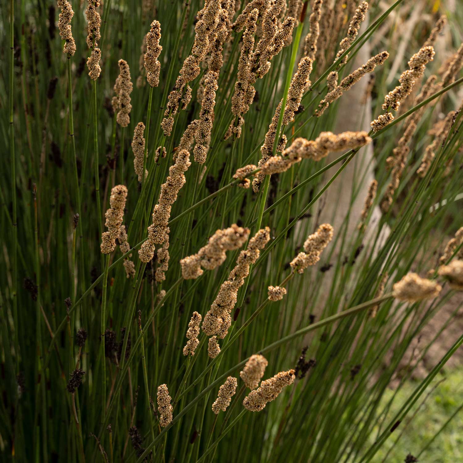 Chondropetalum elephantinum Large Cape Rush dark green reed culms California drought tolerant garden