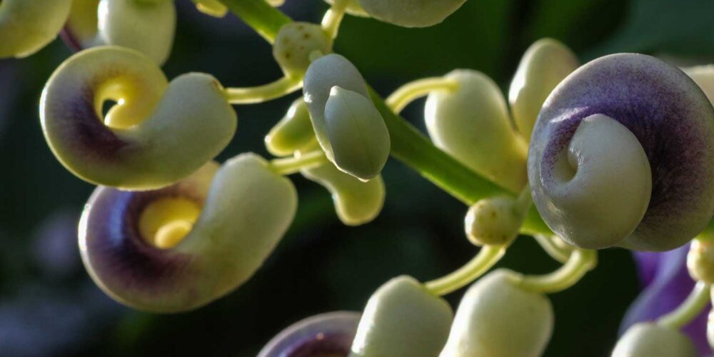 Curled snail-like blooms in cream and purple from a Vigna Caracalla, Snail Vine. Also known as Cochliasanthus caracalla.