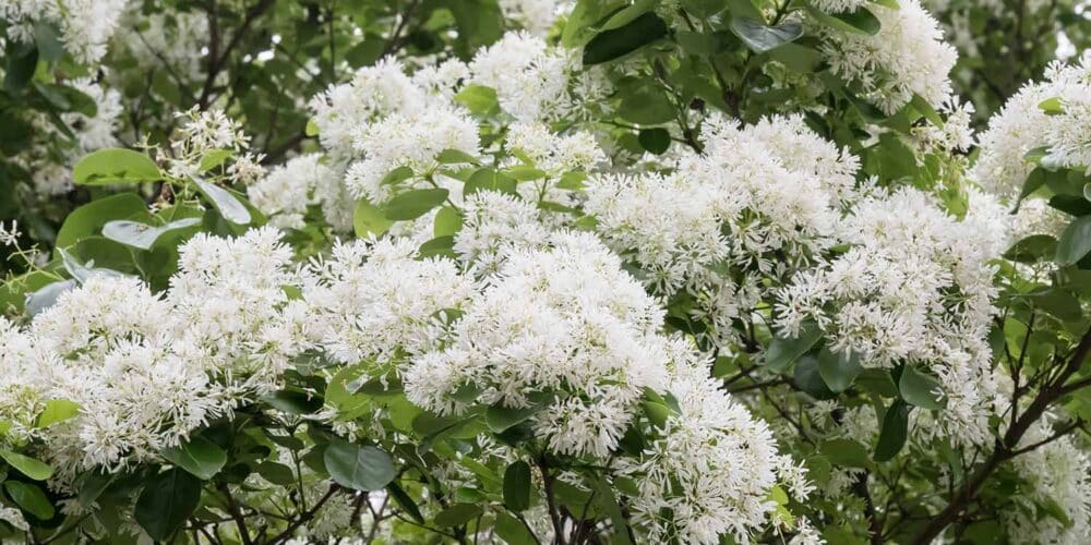 Chionanthus retusus Chinese Fringe Tree in white spring bloom