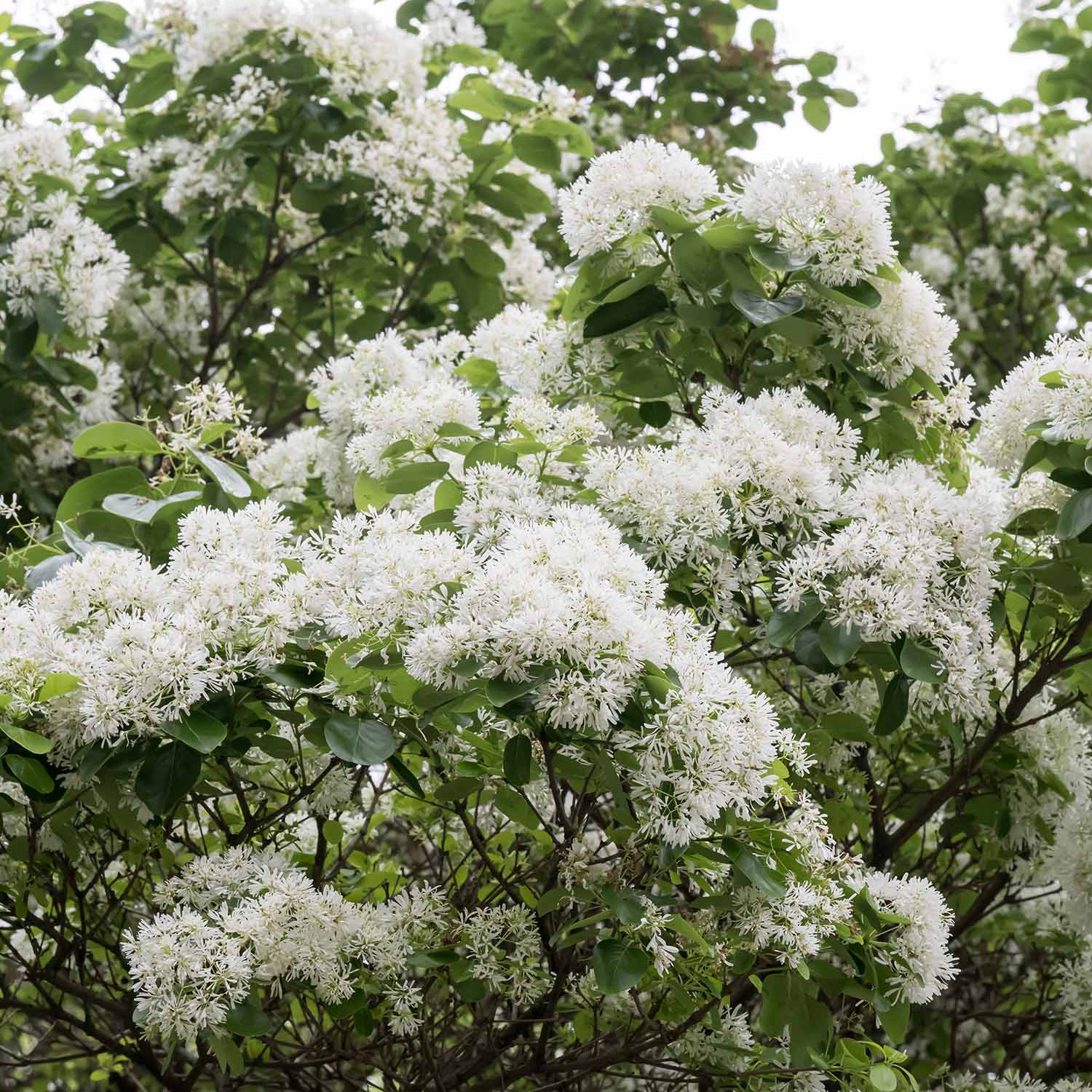 Chionanthus retusus Chinese Fringe Tree in white spring bloom