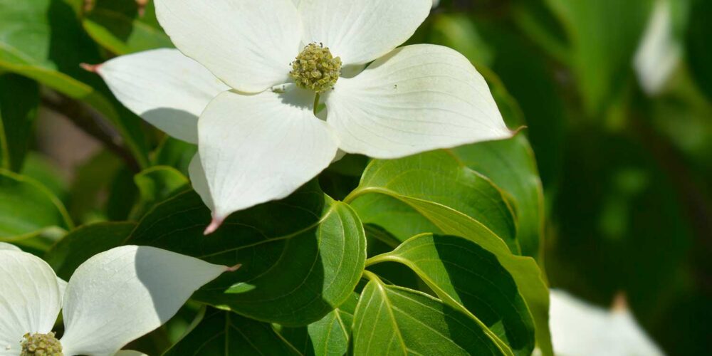 White, four petaled flowers on a Cornus 'Eddie's White Wonder', Eddie's White Wonder Dogwood tree