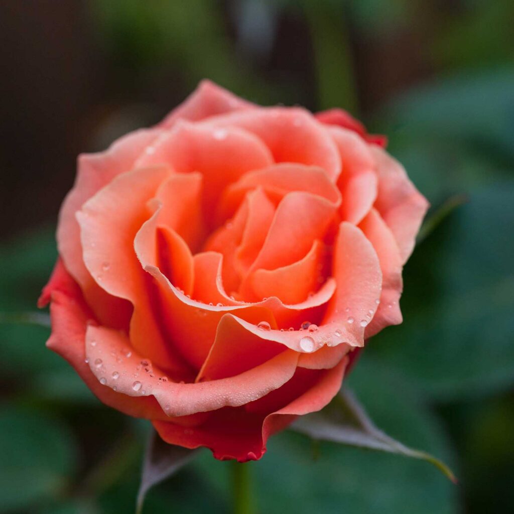 Rosa ‘Livin’ Easy’ tree rose flower in apricot-orange with dewdrops on its petals